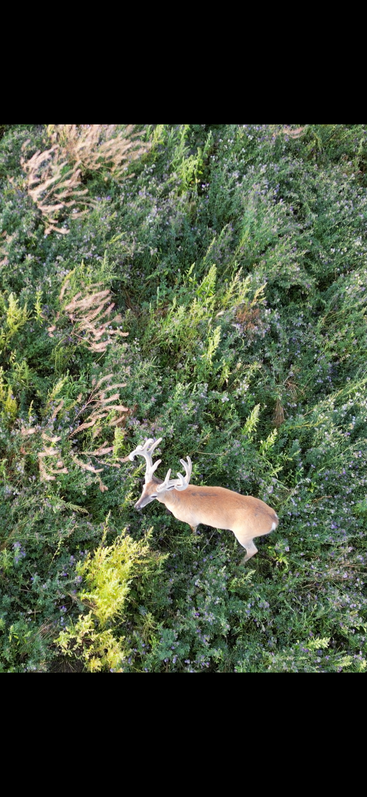 Deer Herd Census