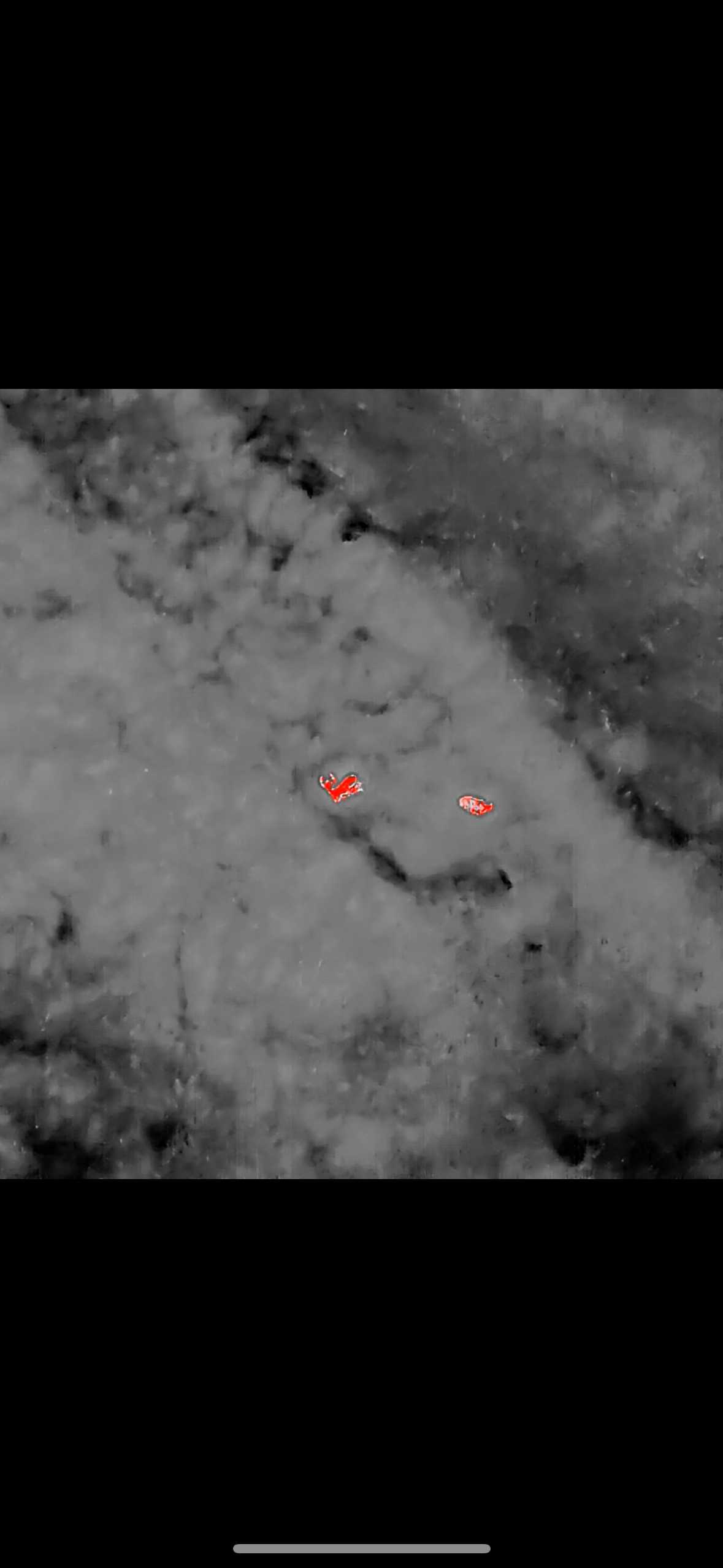 Deer Herd Census — Thermal Imaging