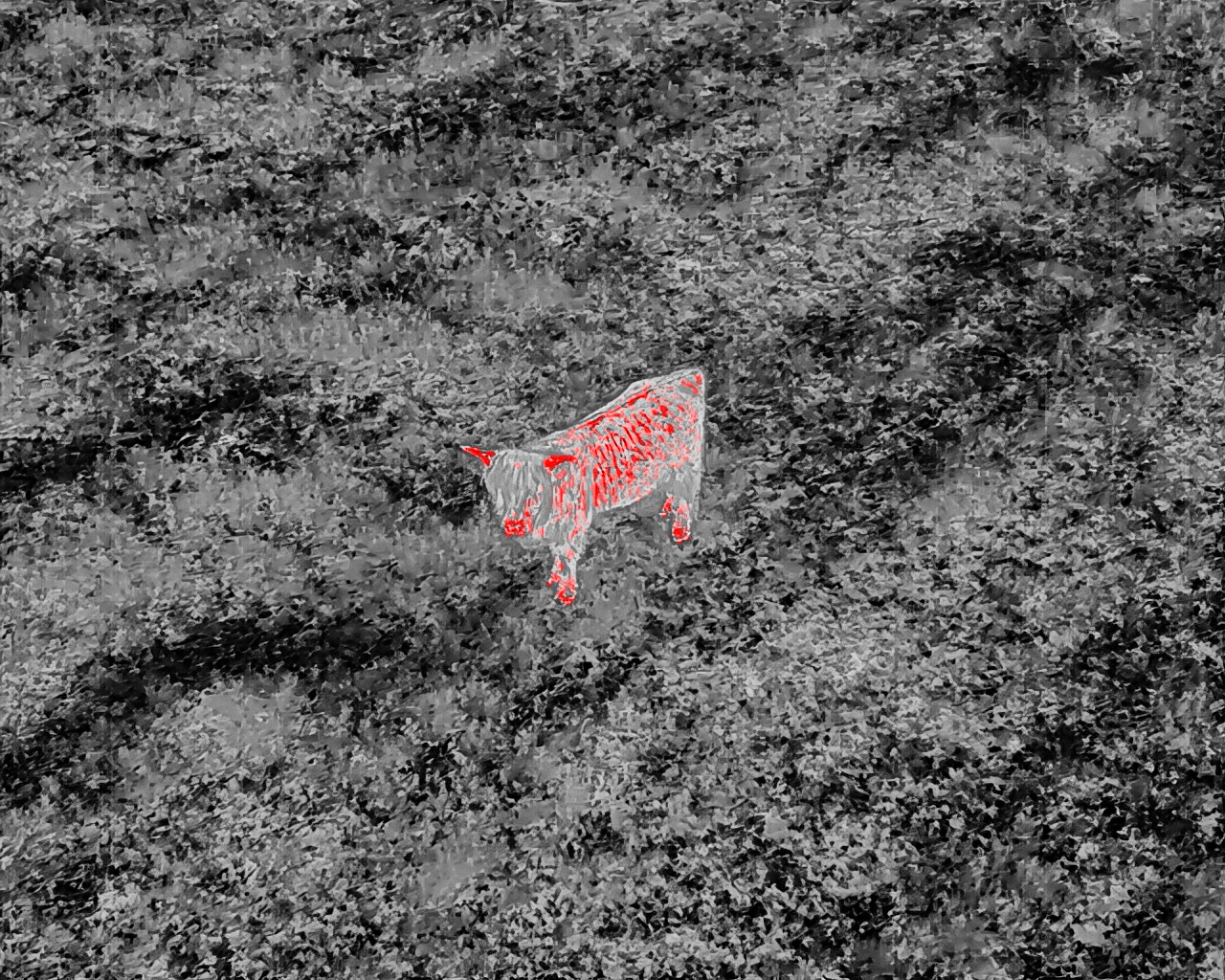 Livestock Thermal Detection