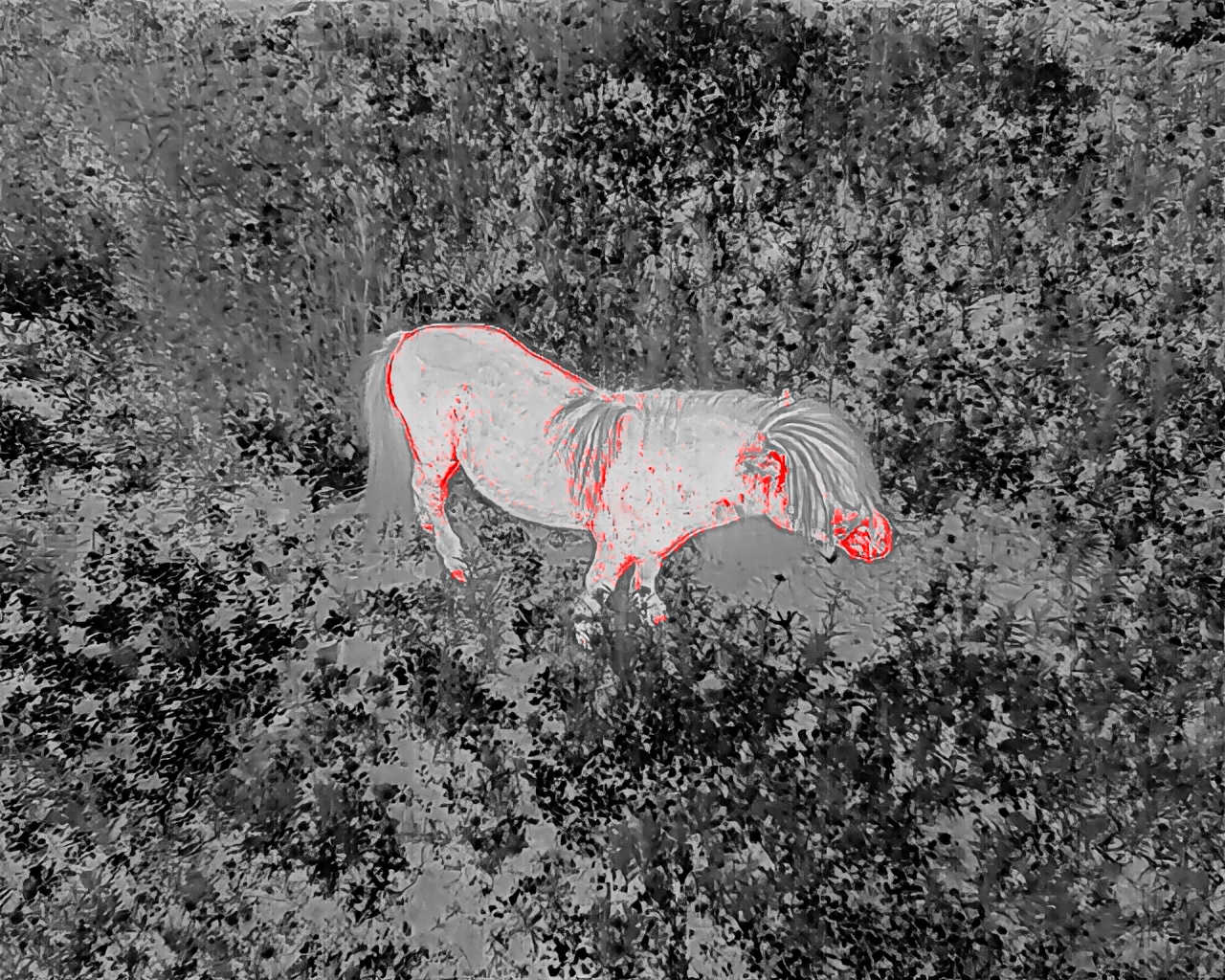 Pet Thermal Detection